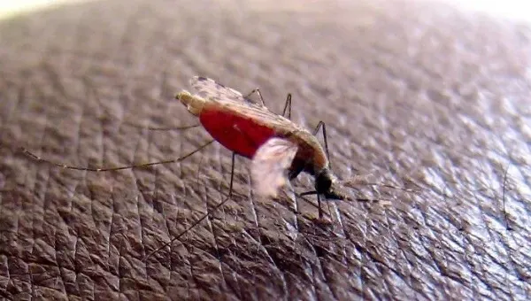 MINSA destaca disminución en casos de malaria y leptospirosis en la última semana