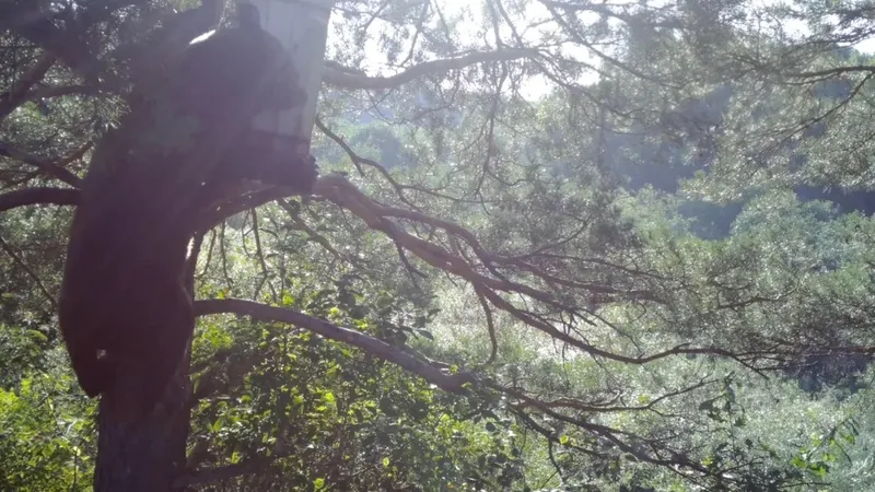 VIDEO: Un oso sorprende al robarse una colmena protegida y desaparecer en el bosque