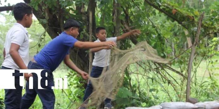 Estudiantes de Telpaneca impulsan innovadora crianza de tilapia