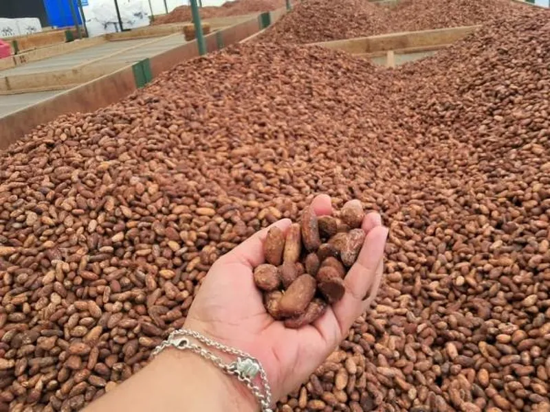 Nicaragua en Consejo y Vigencia del Cacao 2026