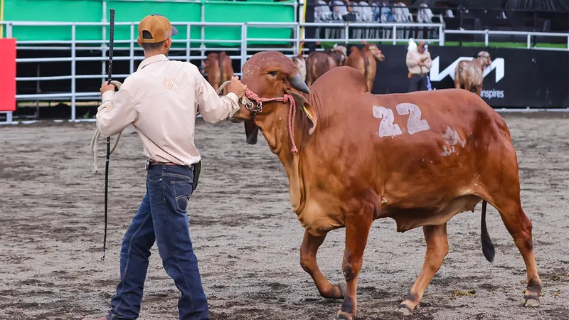 ¡Todavía estás a tiempo! Feria Ganadera Managua 2026 ofrece experiencias para toda la familia hasta el 10 de agosto