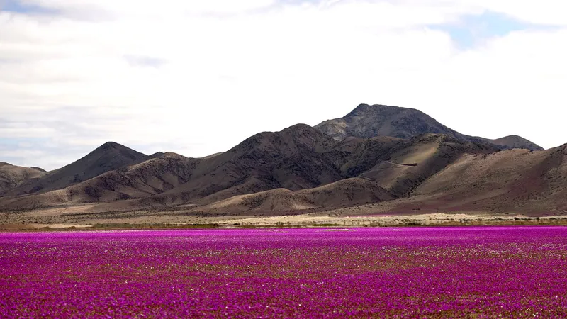 Florece uno de los desiertos más áridos del planeta (VIDEOS)