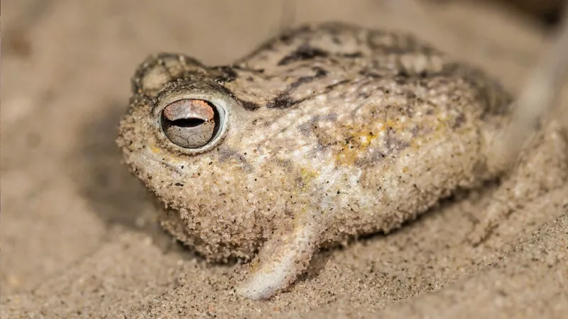 FOTOS: La adorable 'rana chillona' es víctima de su fama