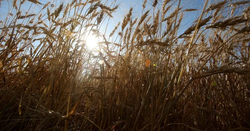 Siembra de trigo argentino podría perder 500.000 hectáreas pese al mejor clima en una década