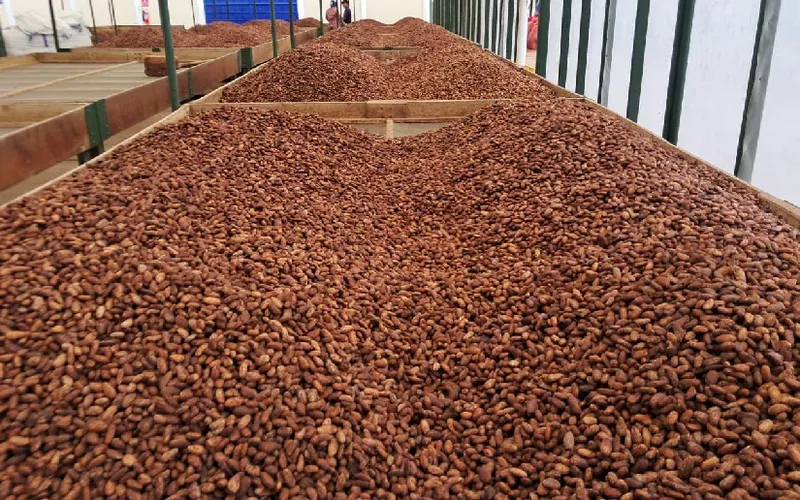 Producción de cacao a abril del 2026