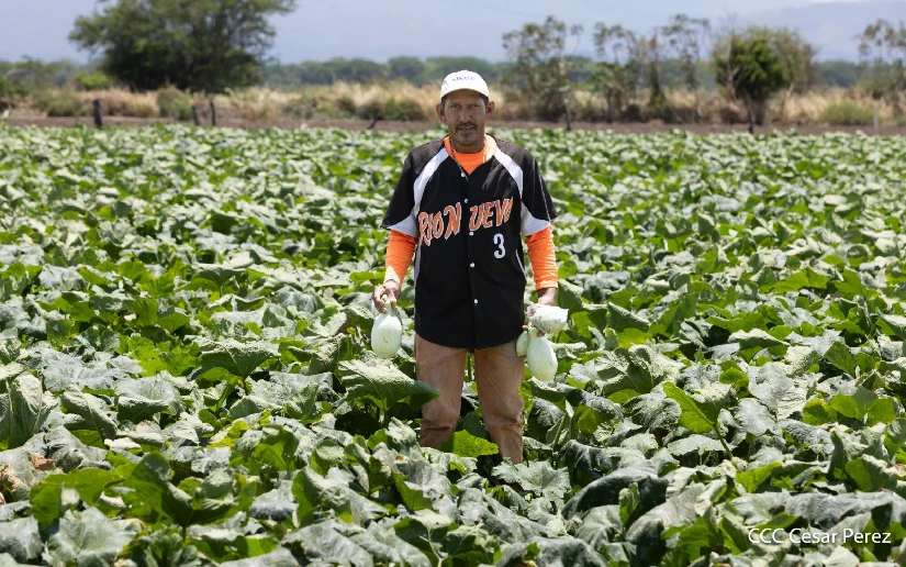 Buenas prácticas productivas en Sébaco fortalecen Seguridad Alimentaria en Nicaragua
