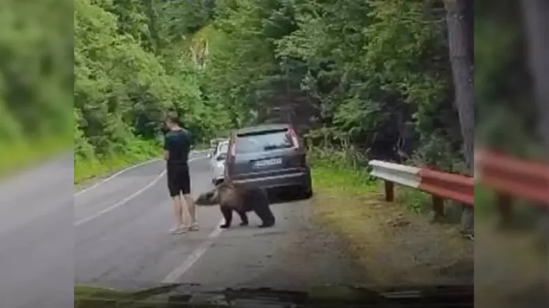 Por mirar su teléfono, turista no vio a un oso pardo a centímetros de él en Rumanía