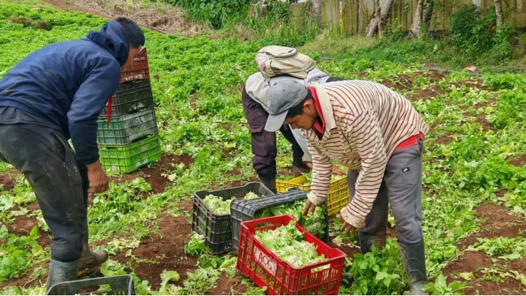 Producción de lechuga, septiembre 2026