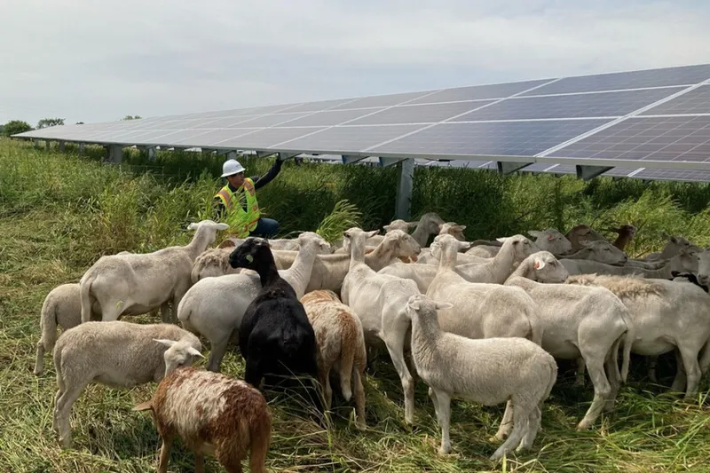 Texas instaló millones de paneles solares en un terreno rural. Para mantenerlo han tenido que contratar a 3.000 ovejas