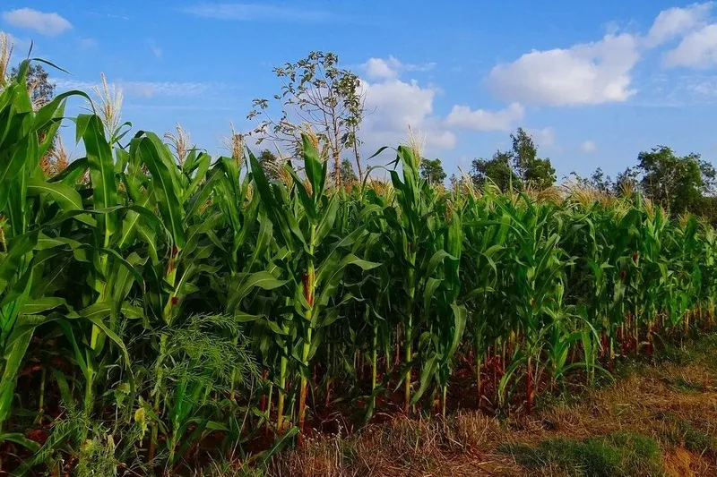 Semillas mejoradas garantizan producción en el ciclo de primera