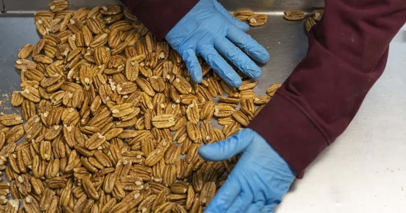 China aplica gravámenes del 54% a nueces pacanas de EE.UU. antes de la cumbre Xi-Trump