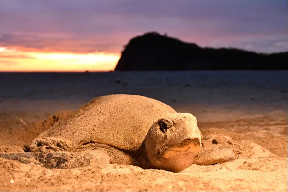 La Flor recibe más de 30 mil tortugas paslama en ocho días