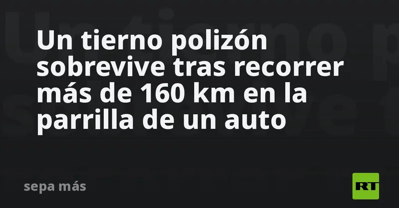 Un tierno polizón sobrevive tras recorrer más de 160 km en la parrilla de un auto