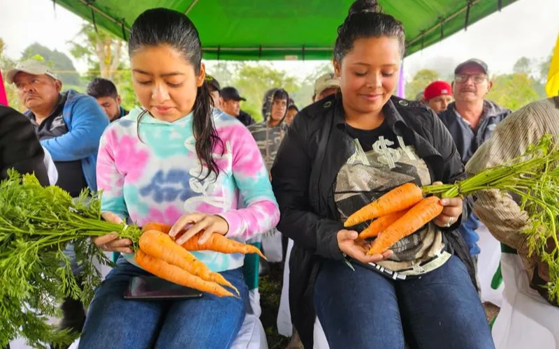 Producción de zanahoria en julio 2026