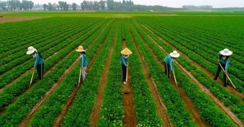 China comprará al menos 17 mil mdd en productos agrícolas de EU anualmente: Casa Blanca