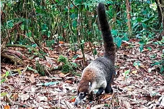 MARENA detecta 12 mamíferos en reservas de Estelí y Jinotega