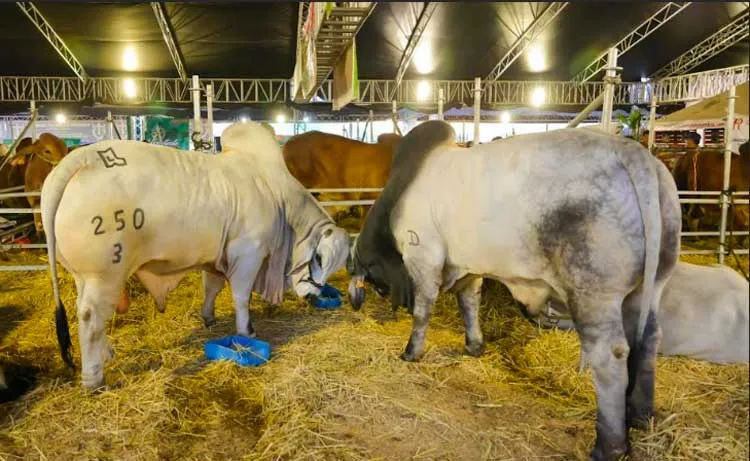 Feria Agostina impulsa perfil y genética del ganado bovino