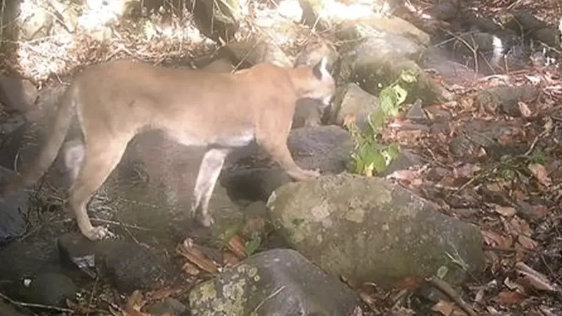 MARENA identifica 12 mamíferos mediante cámaras trampa en Estelí y Jinotega