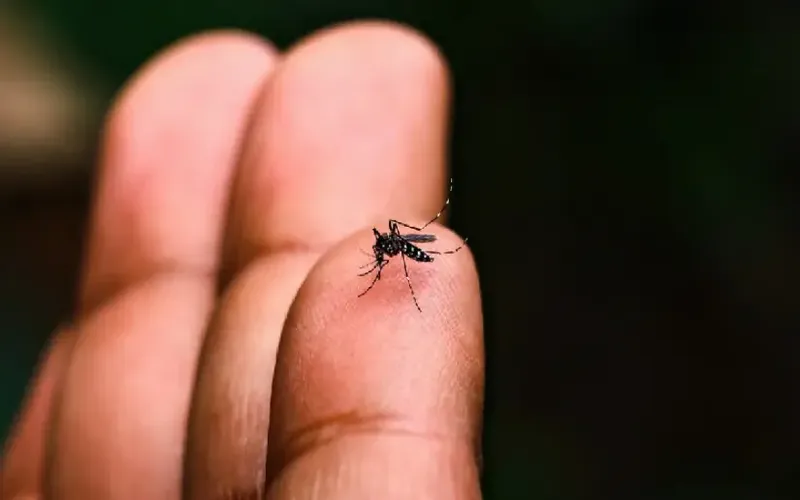 Menos enfermos de Malaria e Influeza