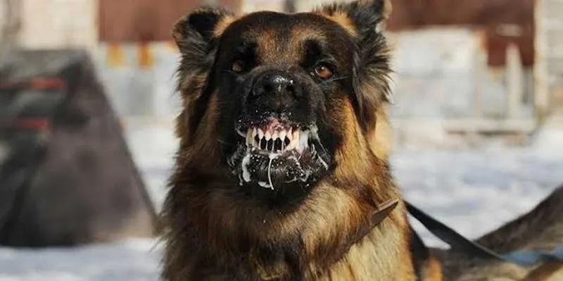 Niña de 2 años muere tras ser arrastrada por un perro a un bosque...