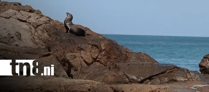 ¡Sorpresa en Las Peñitas! León marino aparece frente a las costas de León