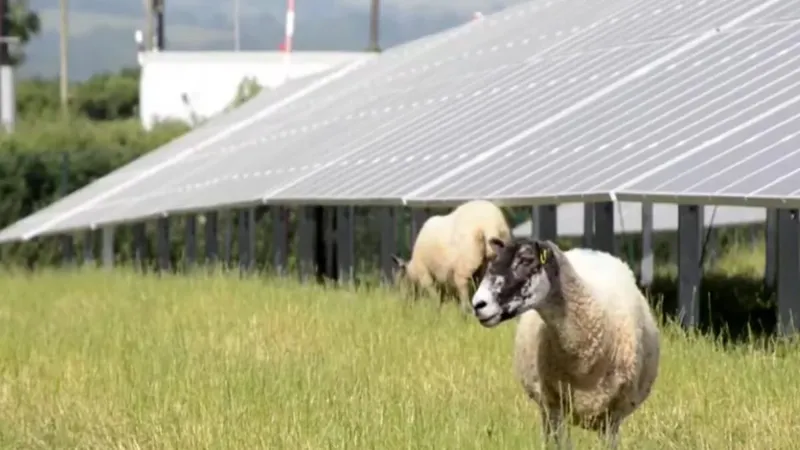 Volkswagen llevó 100 ovejas bajo 31.000 paneles solares y convirtió una fábrica en un laboratorio de agrivoltaica
