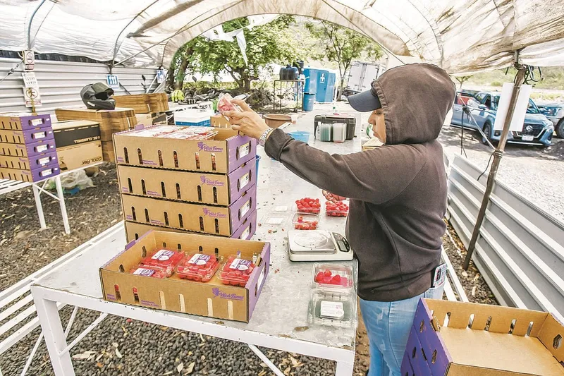 Ventas agroalimentarias hacia la UE crecen 55%, pero falta infraestructura: empresas