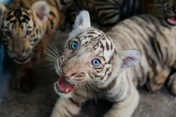 Nacen cuatro cachorros de tigre de Bengala en el Zoológico Nacional de Cuba (+Fotos)