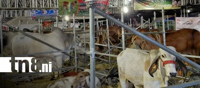 Productores celebran la masiva asistencia a la Feria Agostina 2026