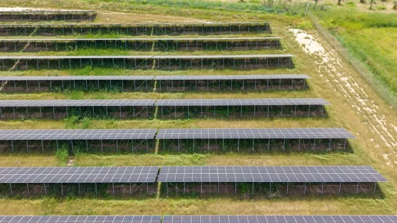 Una aceitera de Jaén pondrá más de 5.000 paneles solares sobre su olivar sin cortar un árbol. El truco está en la altura: cuatro metros