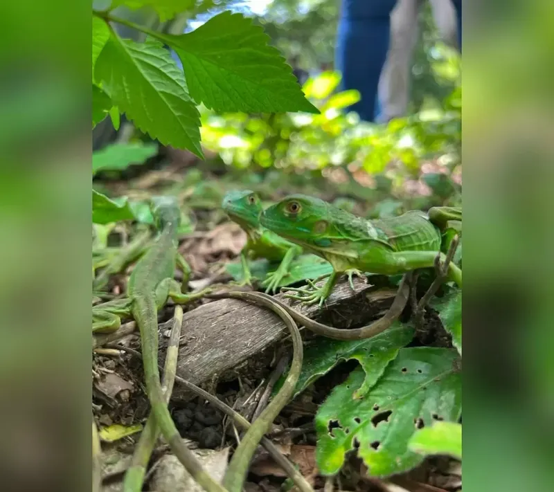 Chinandega suma 200 iguanas a su reserva natural