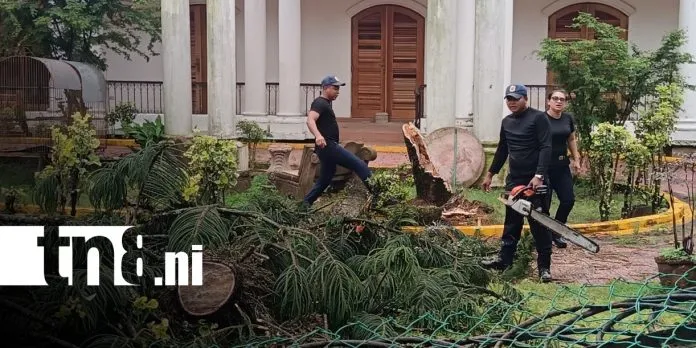 Pino colapsó por fuertes vientos y lluvias en el barrio Point Teen, en Bluefields
