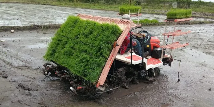 MAG impulsa tecnología de trasplante mecanizado para fortalecer la producción de arroz de riego