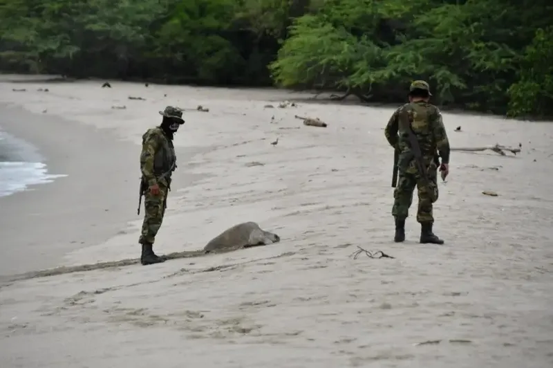 Protegen a más de 30 mil tortugas paslama durante la segunda arribada al refugio La Flor