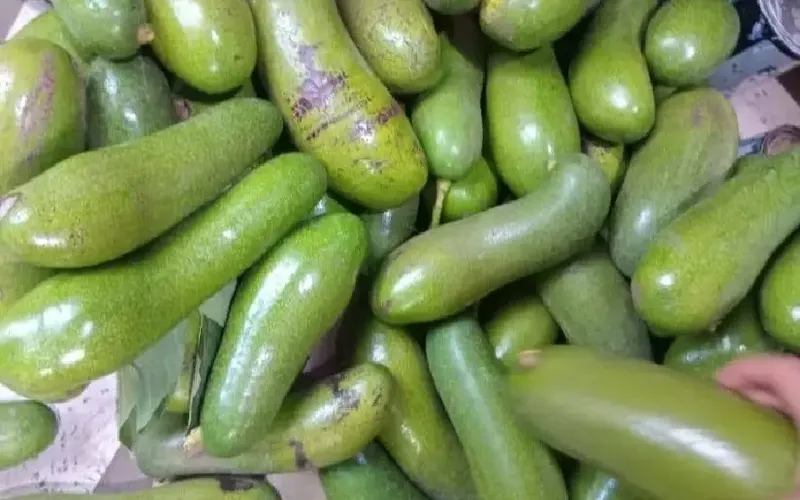 Registran producción de aguacate de 10.3 millones de unidades cosechados de enero a mayo de 2026