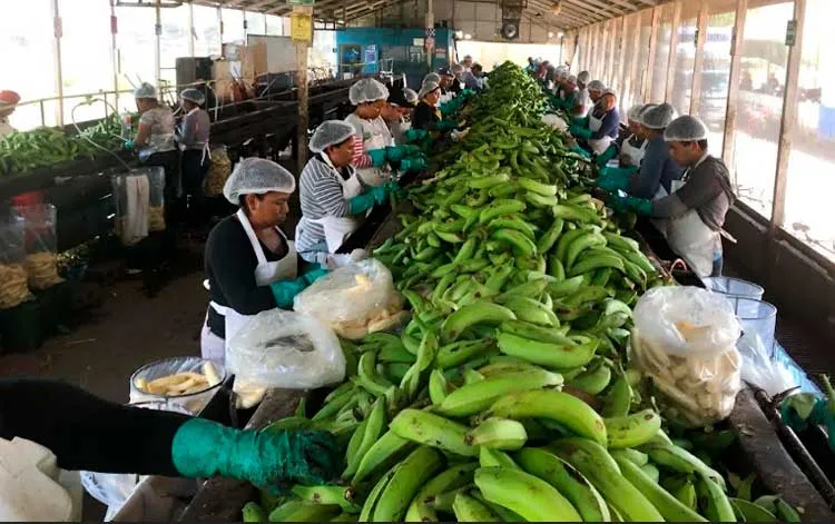 Millones de plátanos acopiados en primer semestre del año