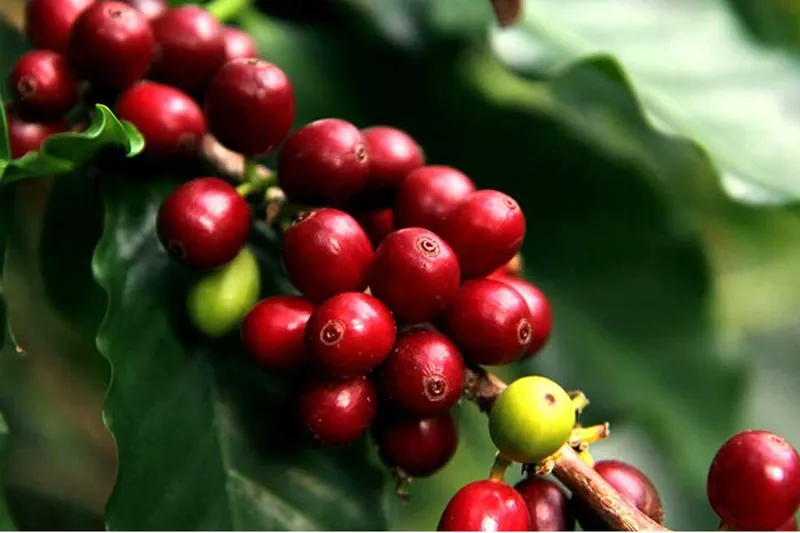 Nicaragua supera los 2 millones de quintales de café exportados