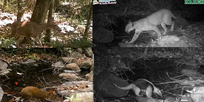 Puma, venado y hormiguero: las tiernas postales que regala la Reserva Natural Tisey en...