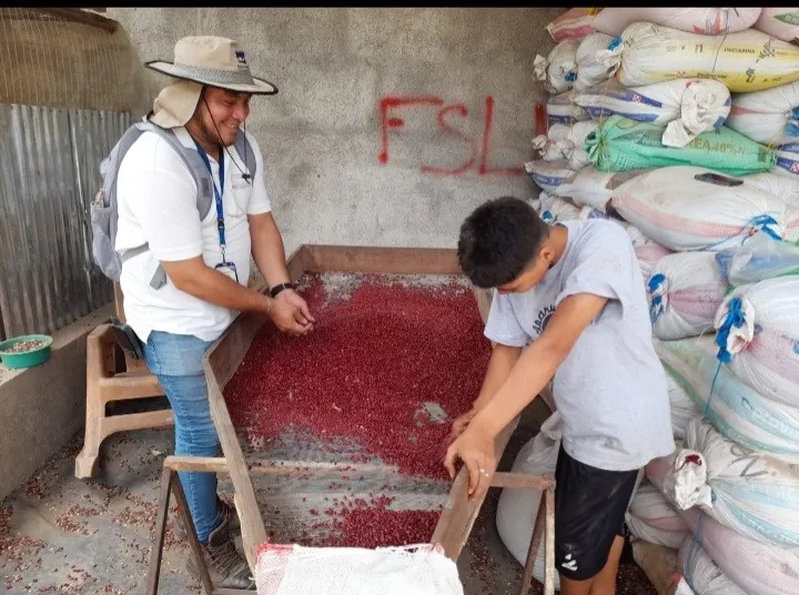El ciclo de primera de la cosecha de frijol rojo suma 617 mil quintales hasta septiembre