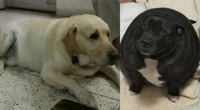Realizan Certamen del perro más gordo en la India
