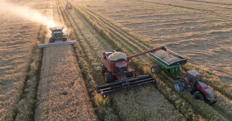Precios agrícolas mundiales suben 13% y registran su mayor alza desde 2022