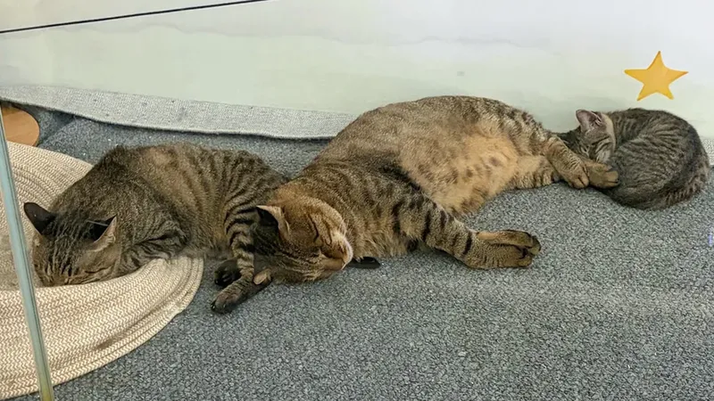 Aeropuerto habilita espacio para una familia de gatos callejeros