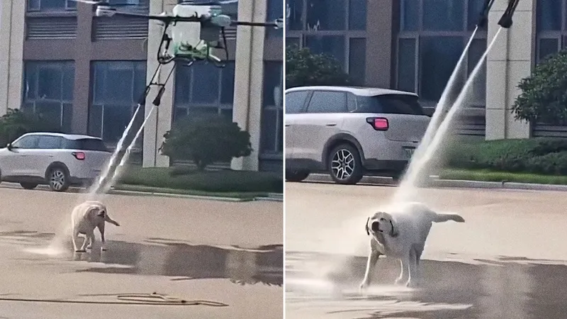 Cuando la realidad supera a la IA: Un dron le da una refrescante ducha a un perro (VIDEO)