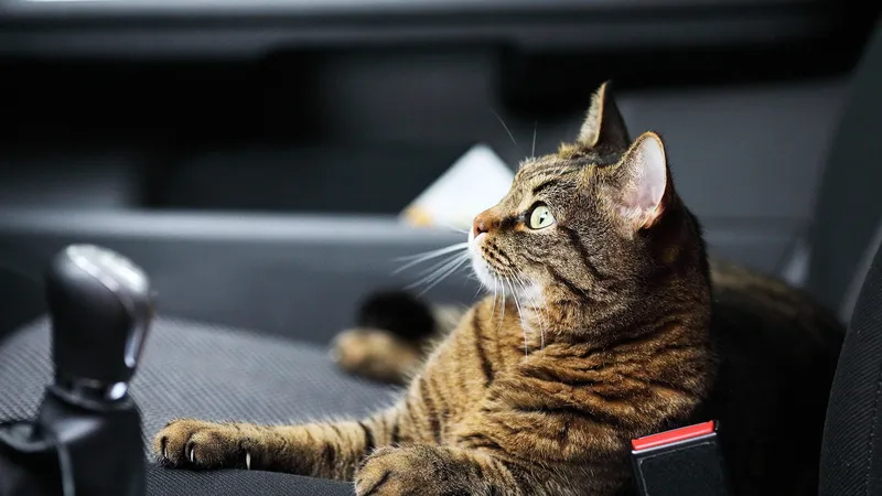 Dejar a un perro o gato dentro del coche con calor extremo te puede llevar a la cárcel en España