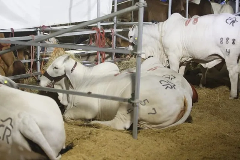Feria Agostina reunirá productores y ganaderías centroamericanas