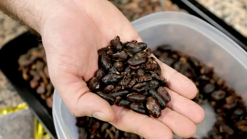 ¿Qué obstáculos enfrenta Ecuador para maximizar los beneficios por la producción de cacao?