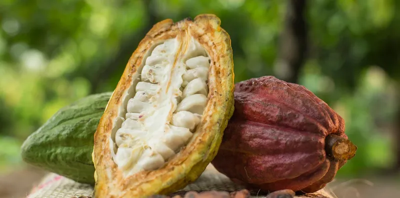 Nicaragua destaca por sus variedades de cacao fino y aromático