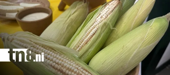 Lanzan concurso «Sabores del Maíz» para impulsar la innovación gastronómica