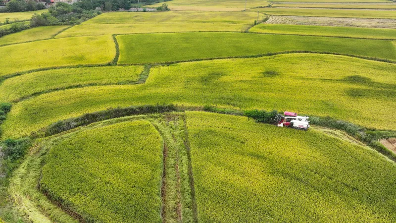 La industria del cereal de China aspira a alcanzar un valor de producción de 4,5 billones de yuanes para 2030, mientras se mantiene firme la seguridad alimentaria