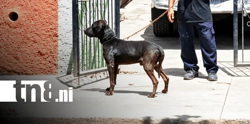 Investigan mortal ataque de un perro labrador contra un hombre en Managua